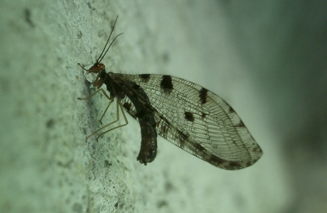 Bachhaft (Osmylus fulvicephalus) - © Johannes Gepp Bachhaft (Osmylus fulvicephalus) - © Johannes Gepp